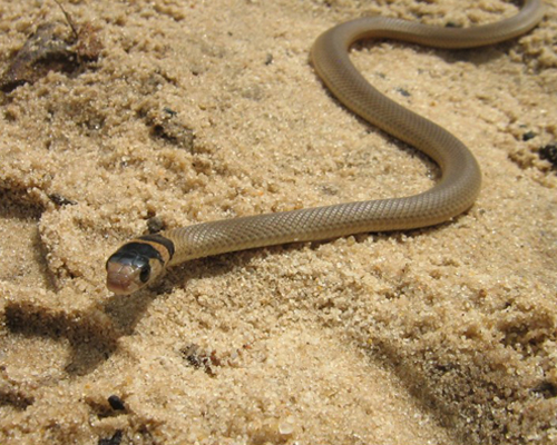 Juvenille Eastern Brown Snake