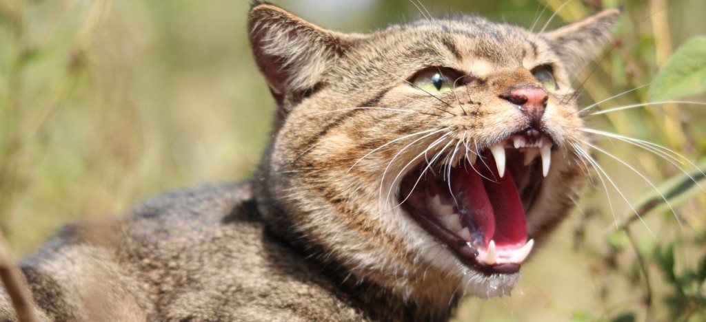 Andrew-Cooke-Feral-cat-1260x576